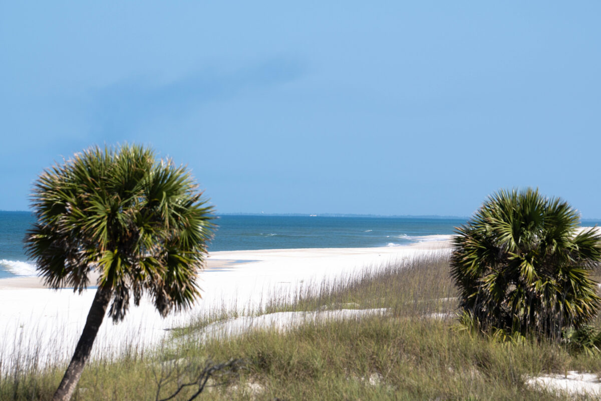 palm trees with beach and water_Cape San Blas_Florida_Brandy Jo Hastings_