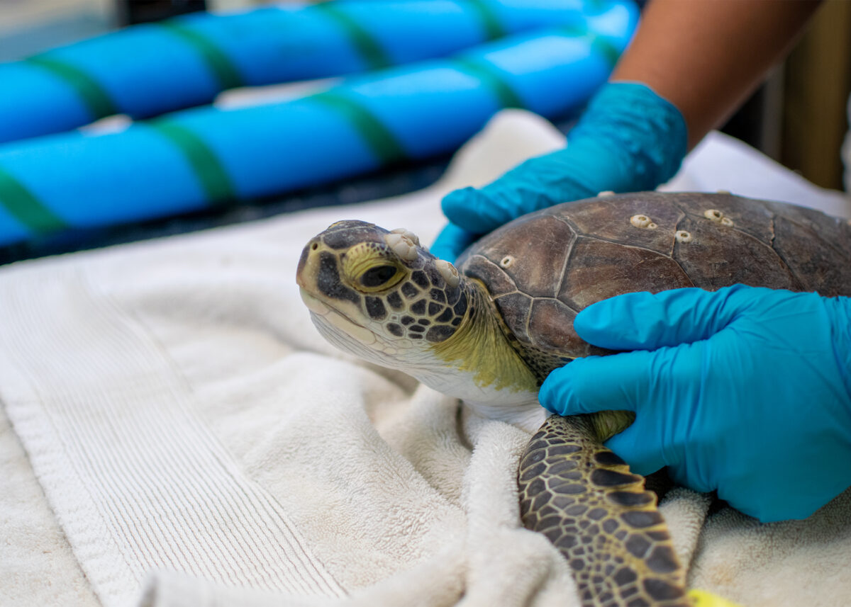 turtle at Sea Turtle Inc., South Padre Island, Texas