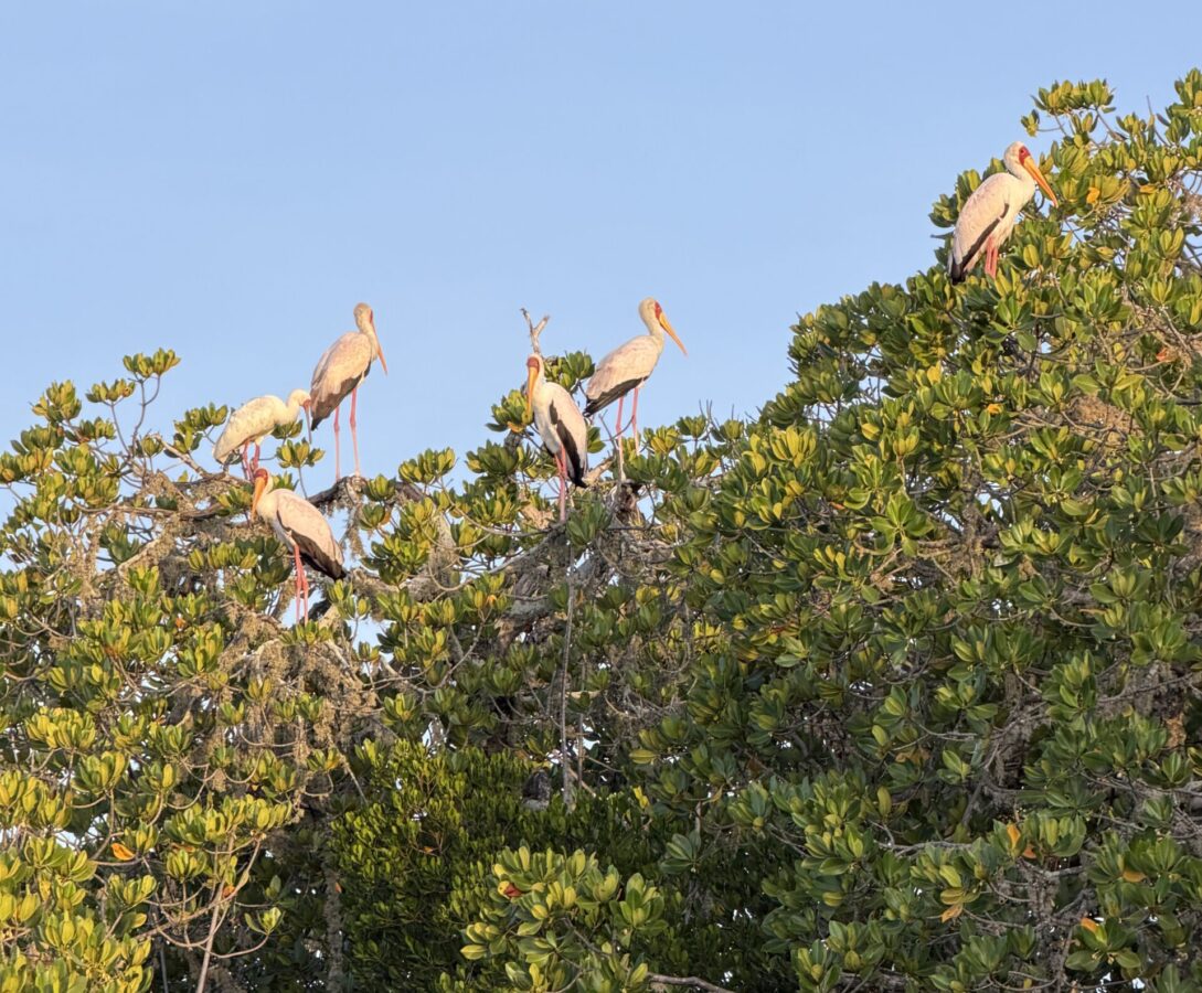 Flamingos in the mangroves on Mida Creek
