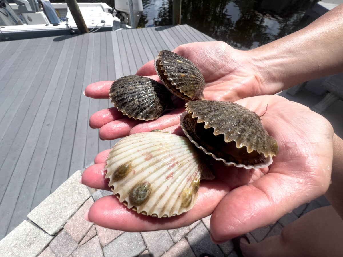 Hands holding scallops on the dock_Homosassa_Florida_Brandy Jo Hastings_