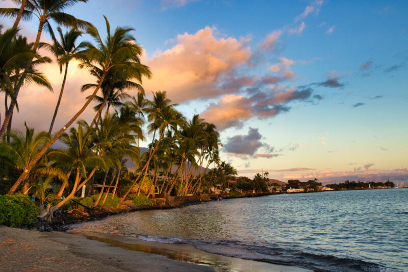 Palm trees at Baby Beach at sunset