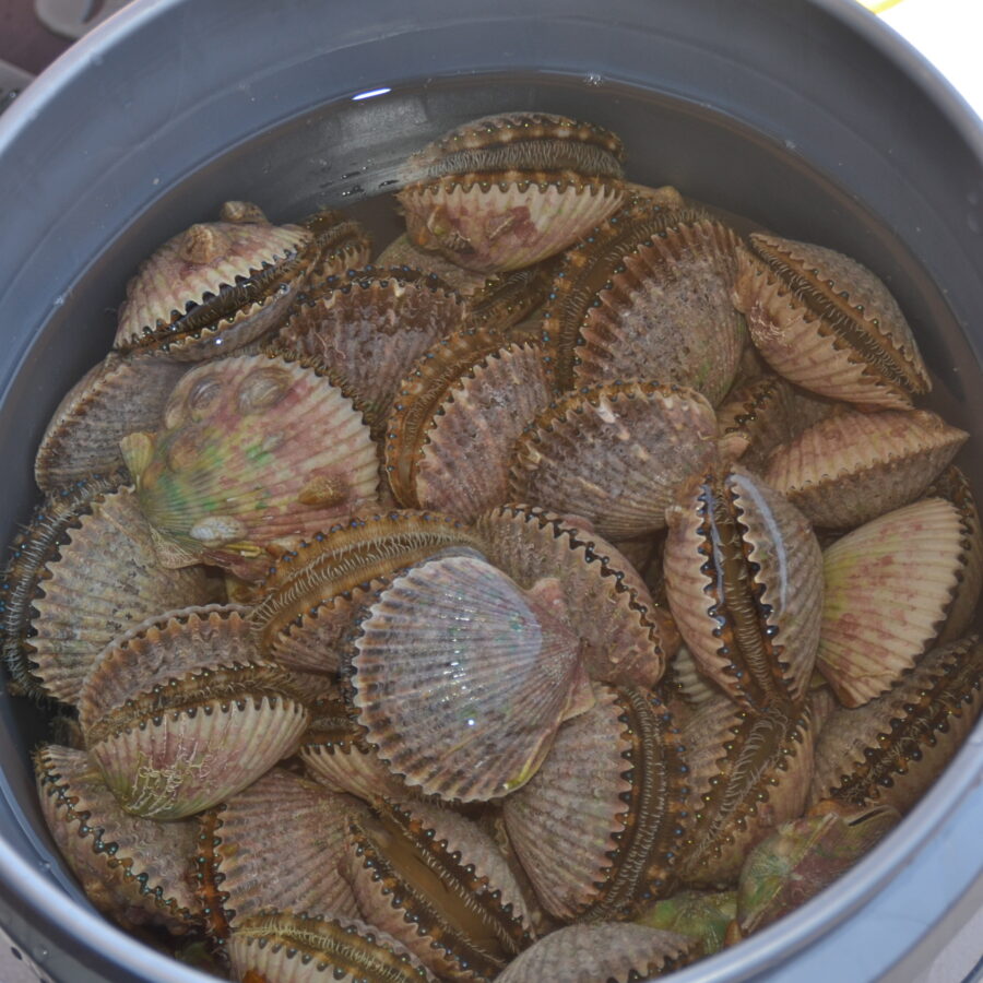 Freshly harvested bay scallops. Photo showing a bucket full of freshly harvested live bay scallops. Photo was taken on the west coast of Florida
