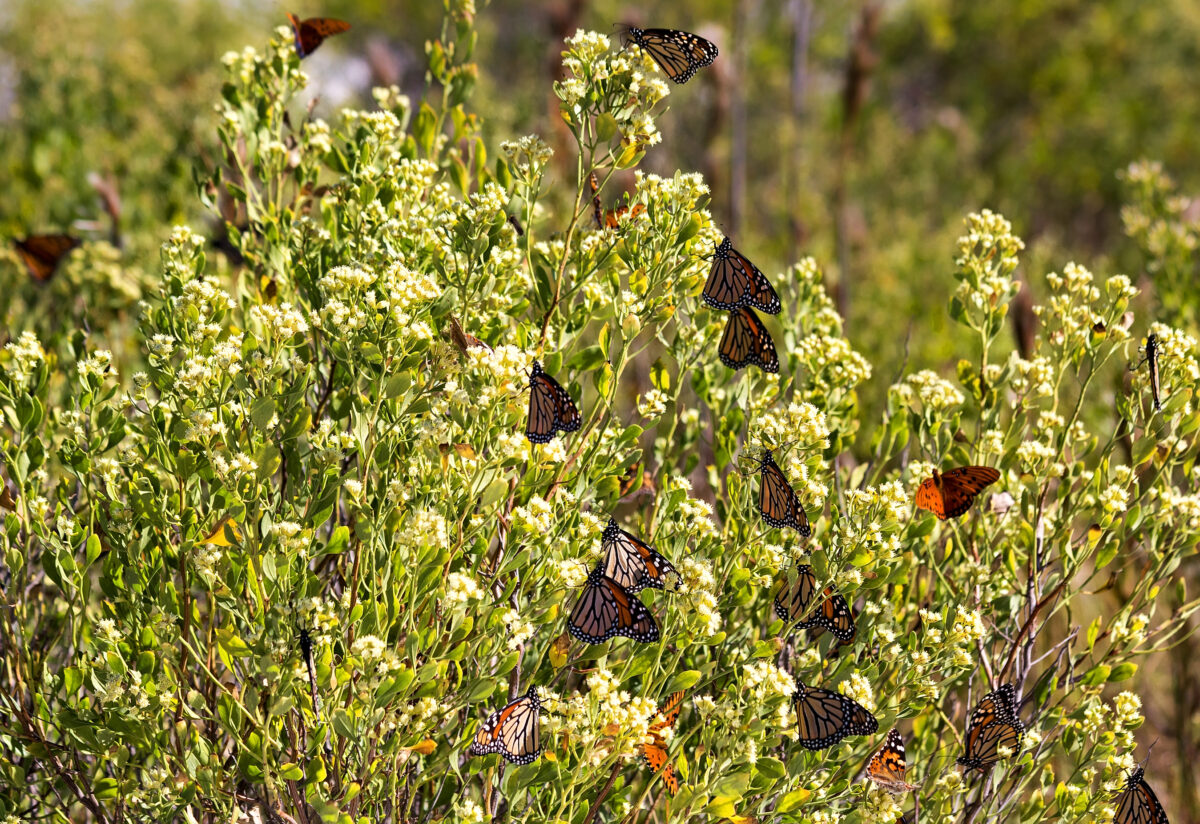 Orange Monarch butterflies in Florida during their winter migration south