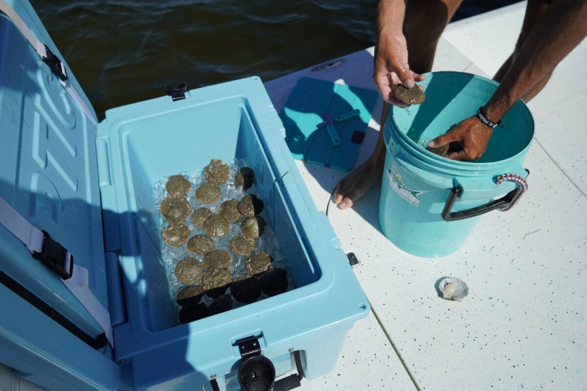 scallop charter
