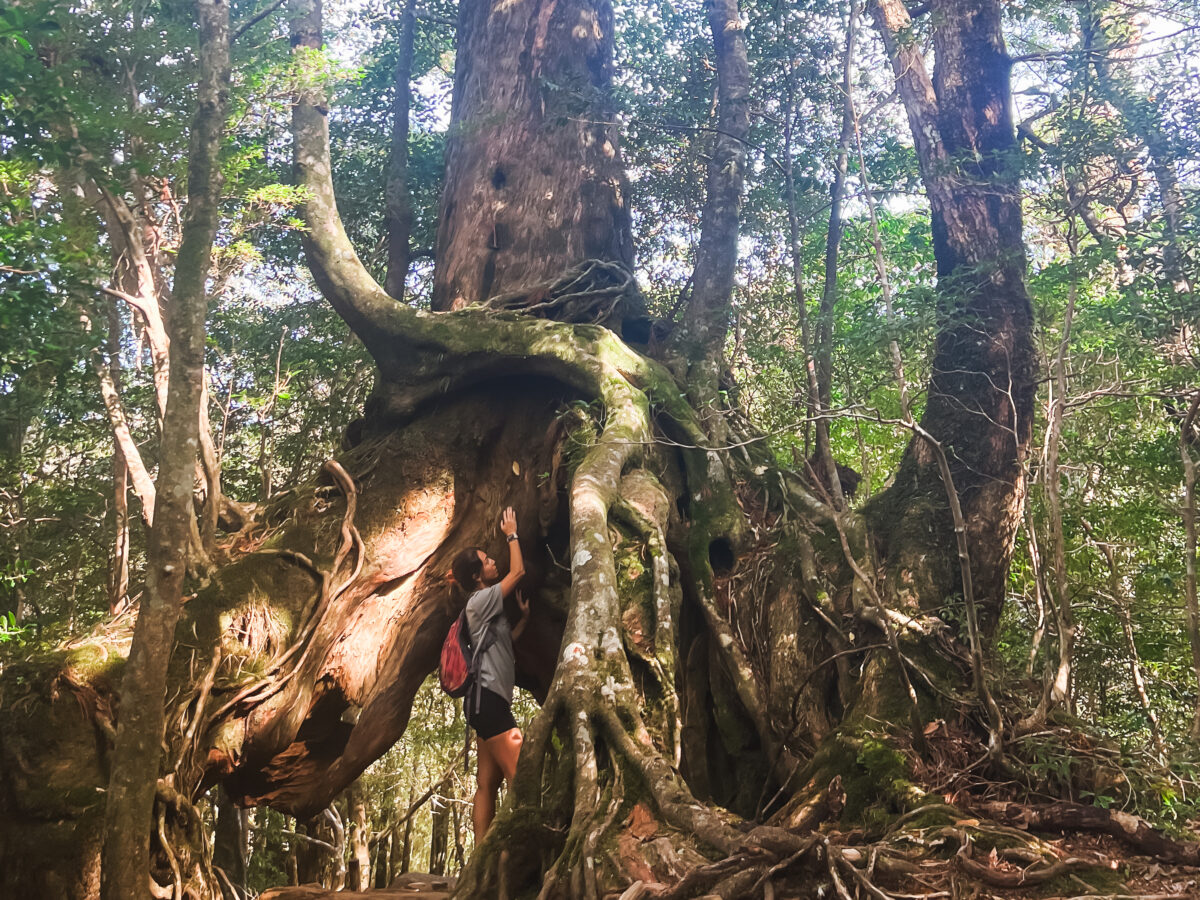 Yakushima hike
