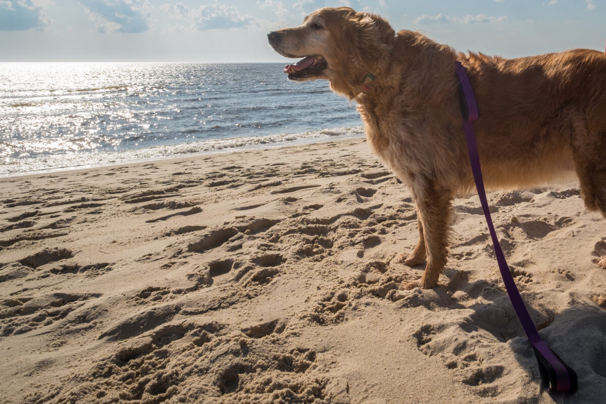 A scene from the shore of the Delaware Bay in New Jersey on a sunny spring day with a dog playing.