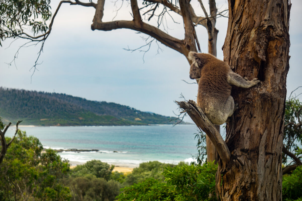 Kennett River Beach, Kennett River