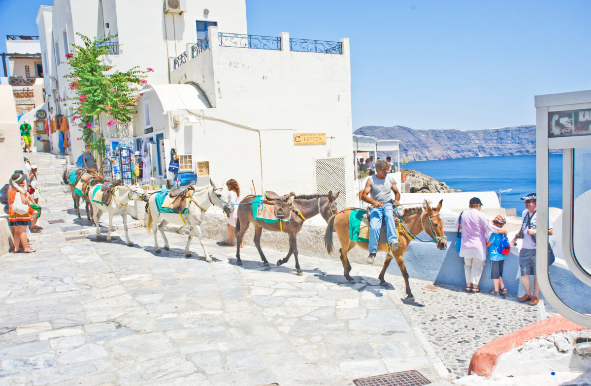 Donkeys at Ia on Santorini