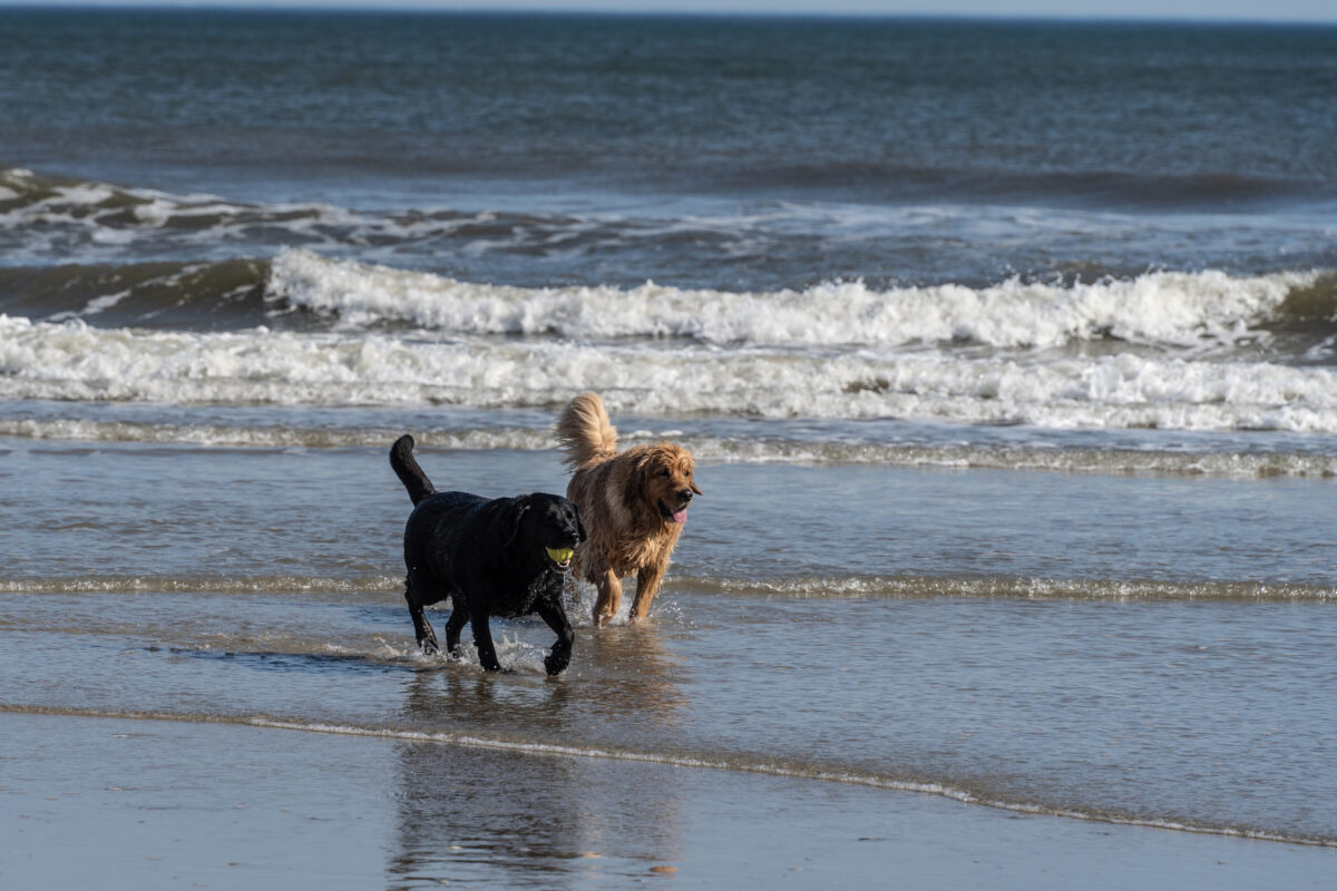 Having fun two dogs running on beach in Avalon, New Jersey