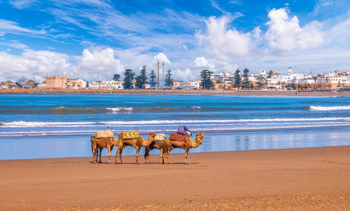 Camels on Essaouira's sandy Atlantic beach, Morocco. Camels on Essaouira's sandy Atlantic beach with the historic white city backdrop, Morocco
