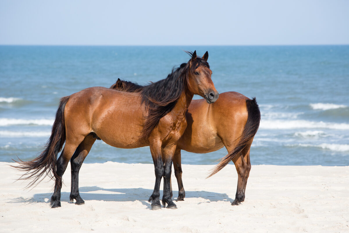 Two wild horses on beach. Two wild ponies standing on beach assateague island national seashore Maryland usa