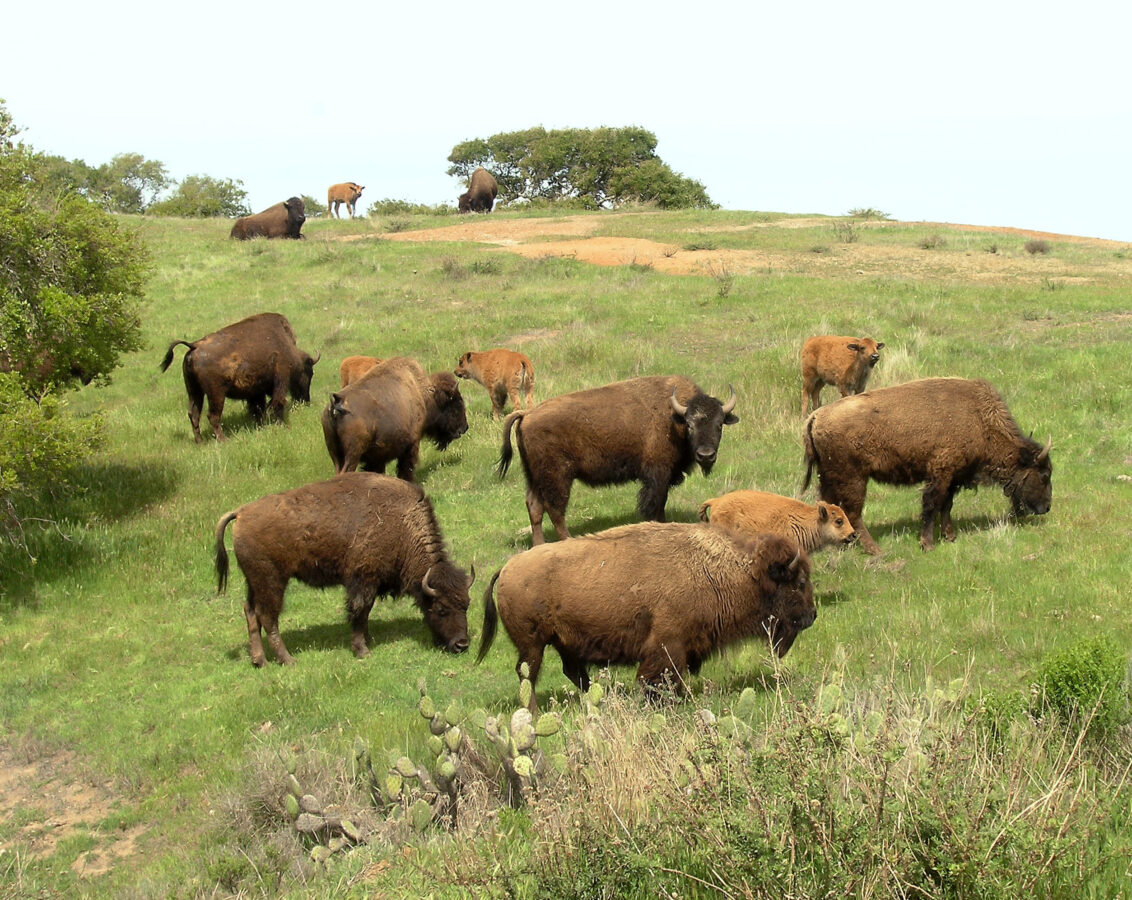 A herd of bison at (Santa) Catalina Island, California