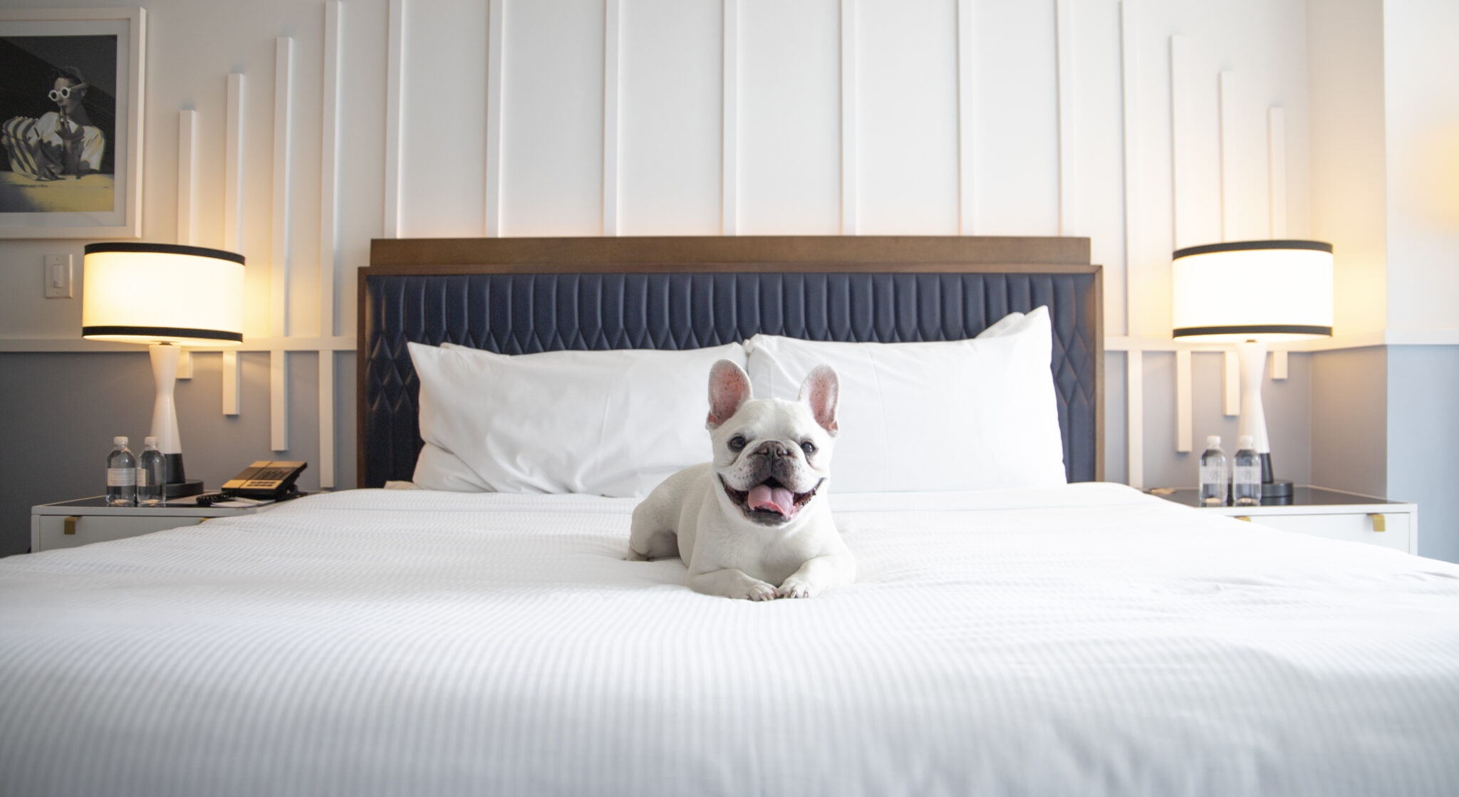 Where Fido Checks In Too: Florida’s Top Pet-Friendly Beach Stays
