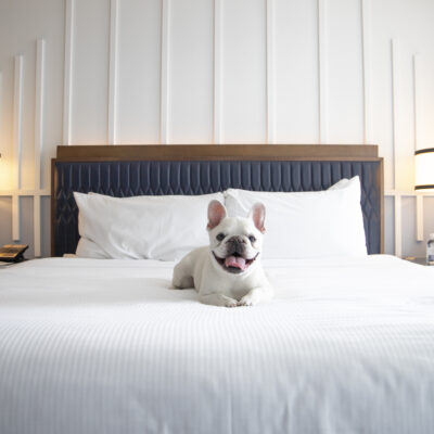 Where Fido Checks In Too: Florida’s Top Pet-Friendly Beach Stays