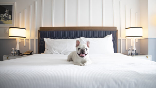 Where Fido Checks In Too: Florida’s Top Pet-Friendly Beach Stays