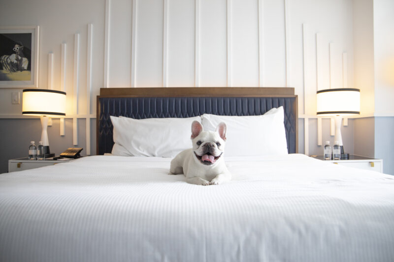 dog sitting on hotel bed in Cadillac Hotel & Beach Club