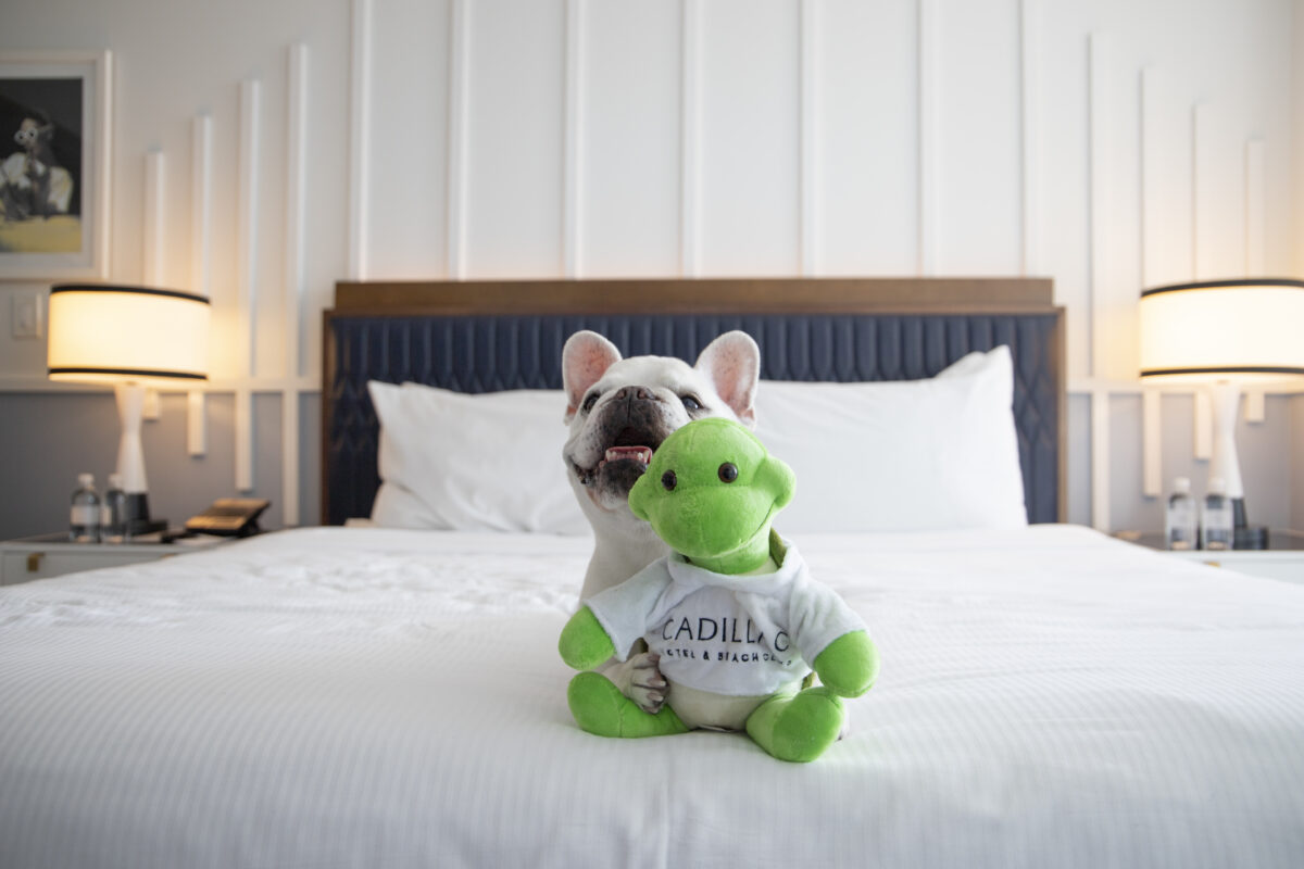 dog sitting on the bed at Cadillac Hotel & Beach Club