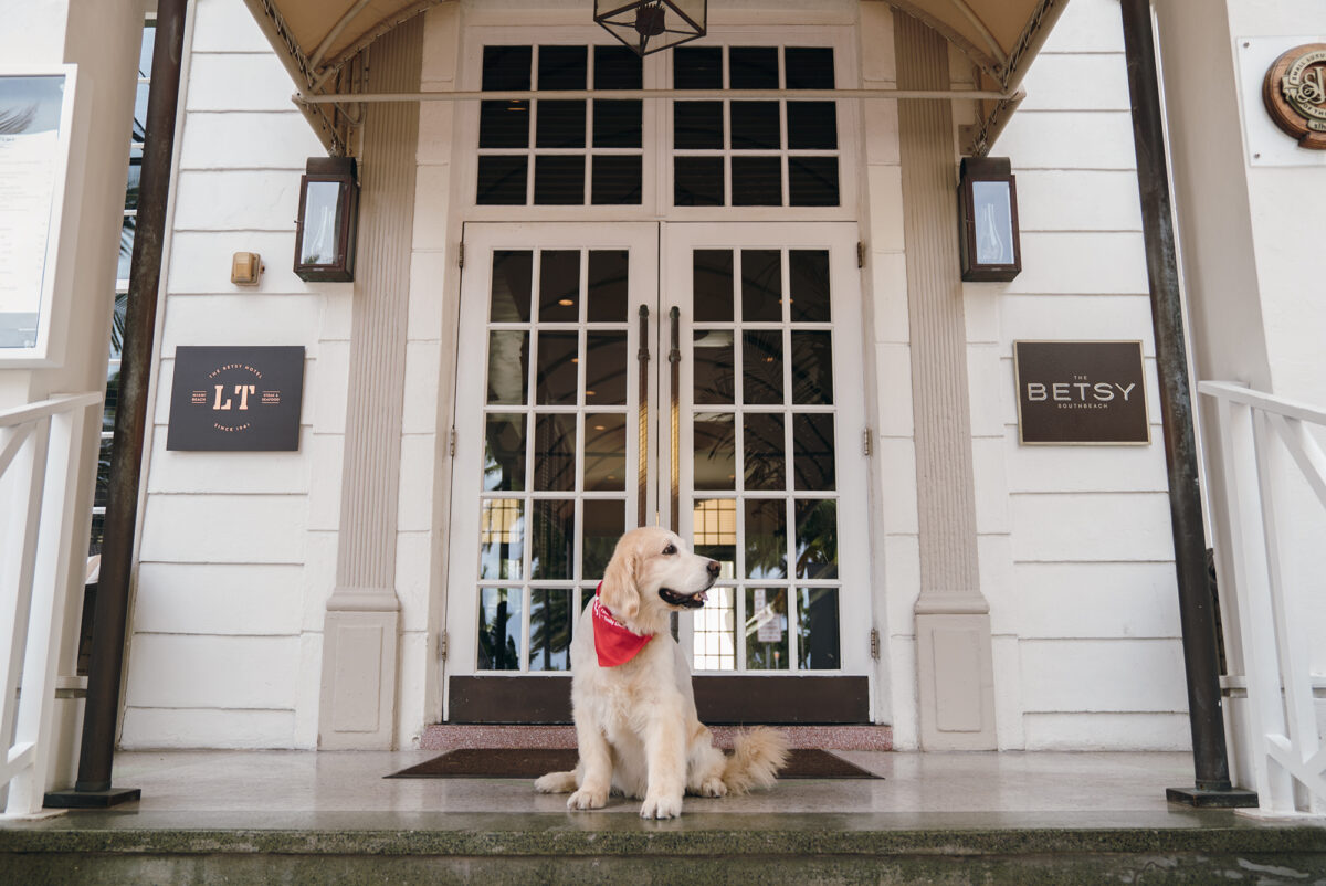 dog sitting at the entrance to The Betsy Hotel 