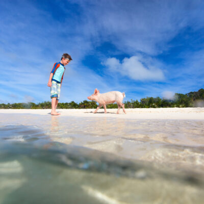 Swimming Pigs, Mantas, Whales & More in the Caribbean