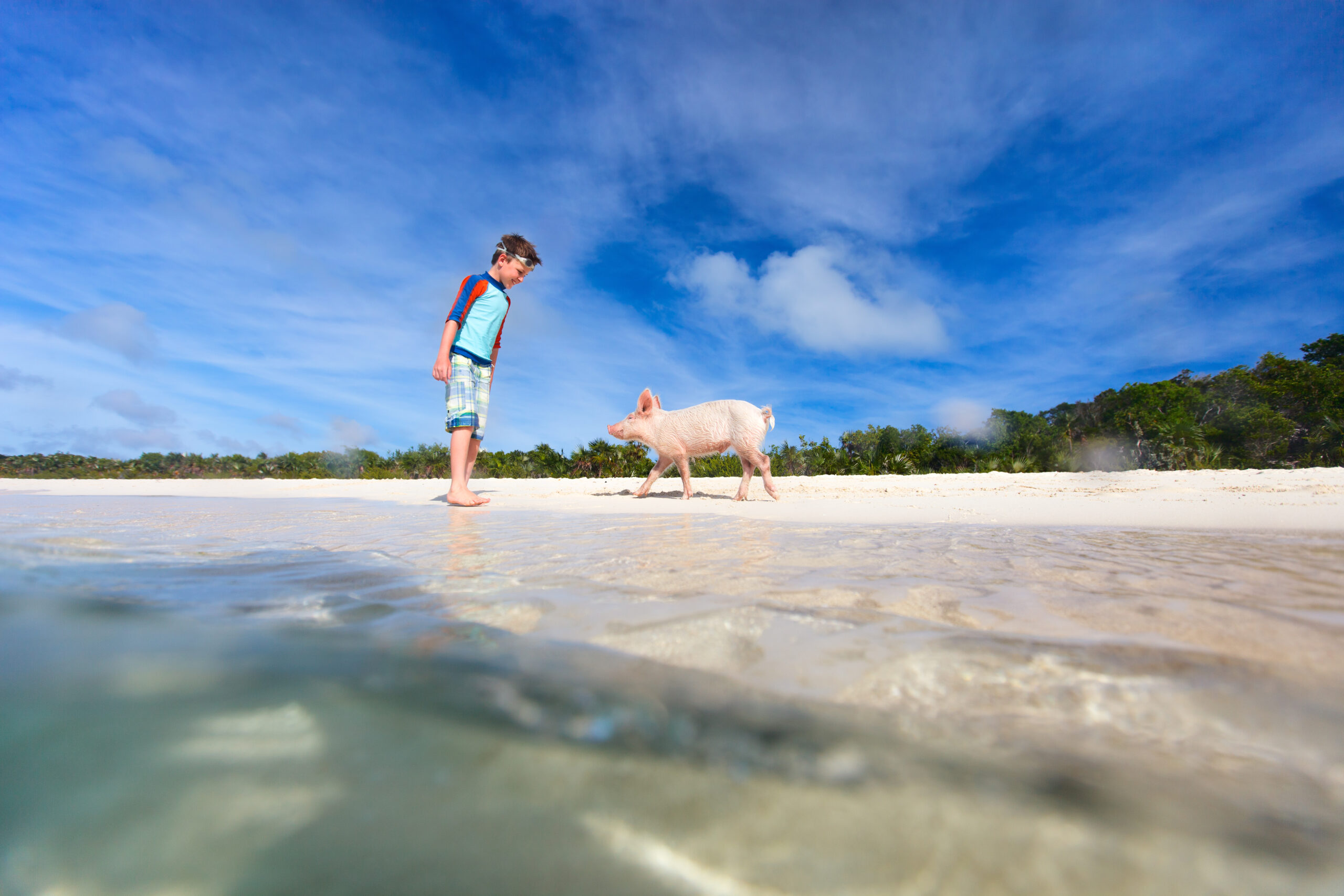 Swimming Pigs, Mantas, Whales & More in the Caribbean