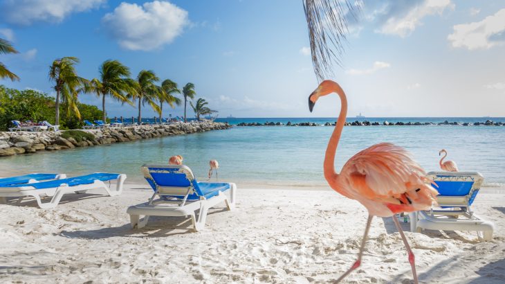 Flamingos on Flamingo Beach in Aruba