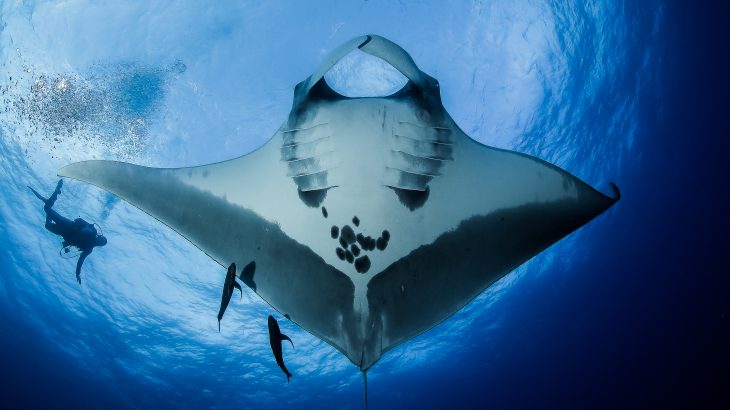 Giant Manta rays in the Caribbean