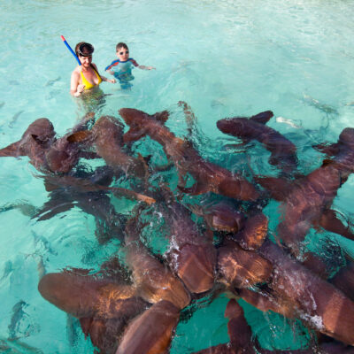 Swim with Nurse Sharks at Compass Cay in the Bahamas