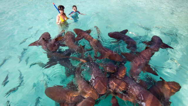 Swim with Nurse Sharks at Compass Cay in the Bahamas