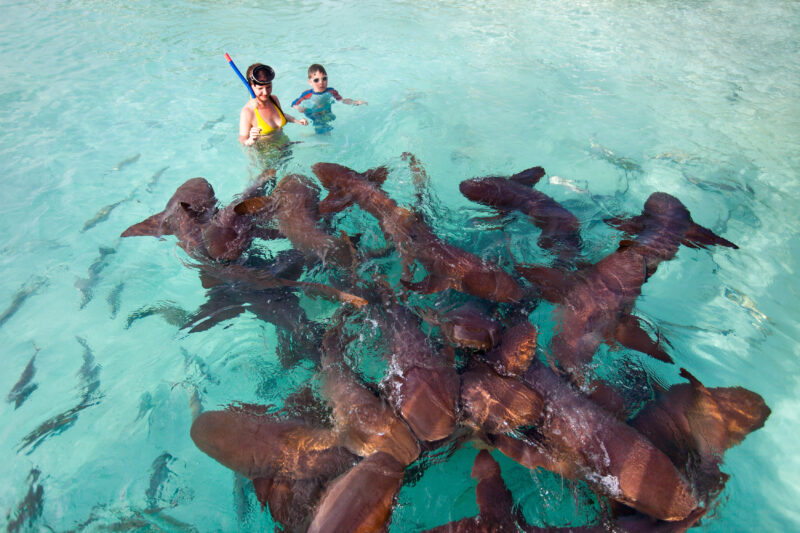 Nurse Sharks in the Exumas