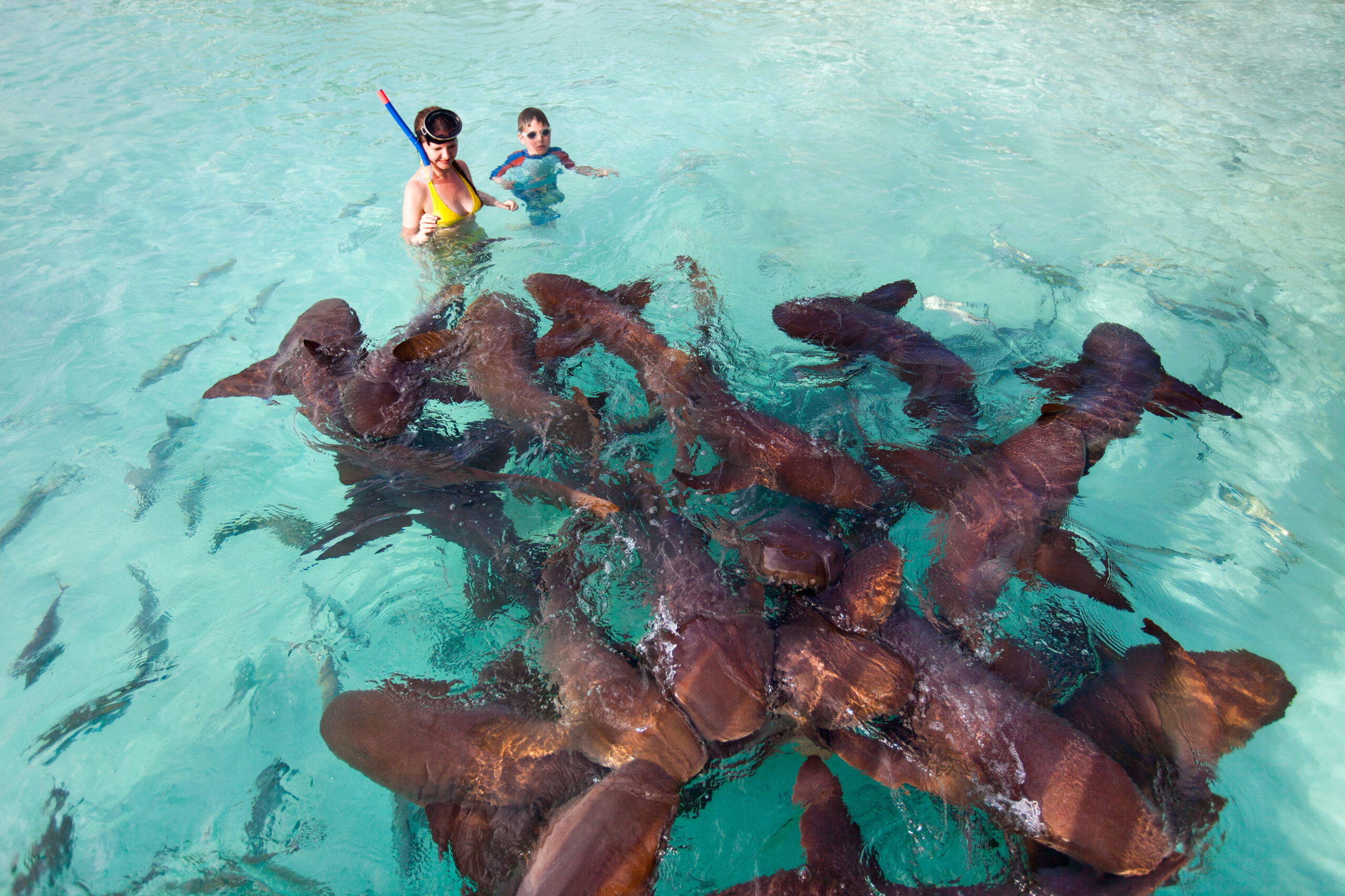 Swim with Nurse Sharks at Compass Cay in the Bahamas