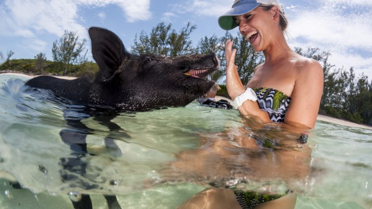 Pig Beach in the Exumas