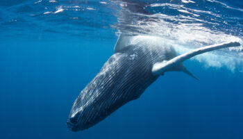 humpback-whales-in-turks-and-caicos