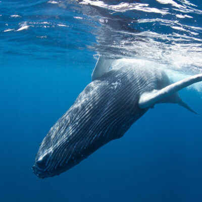 Your Guide to Seeing Whales in the Caribbean: When & Where to Go