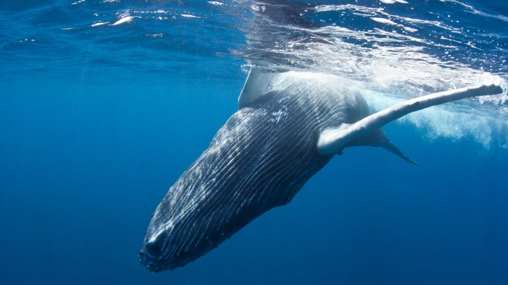 Humpback Whales in Turks and Caicos