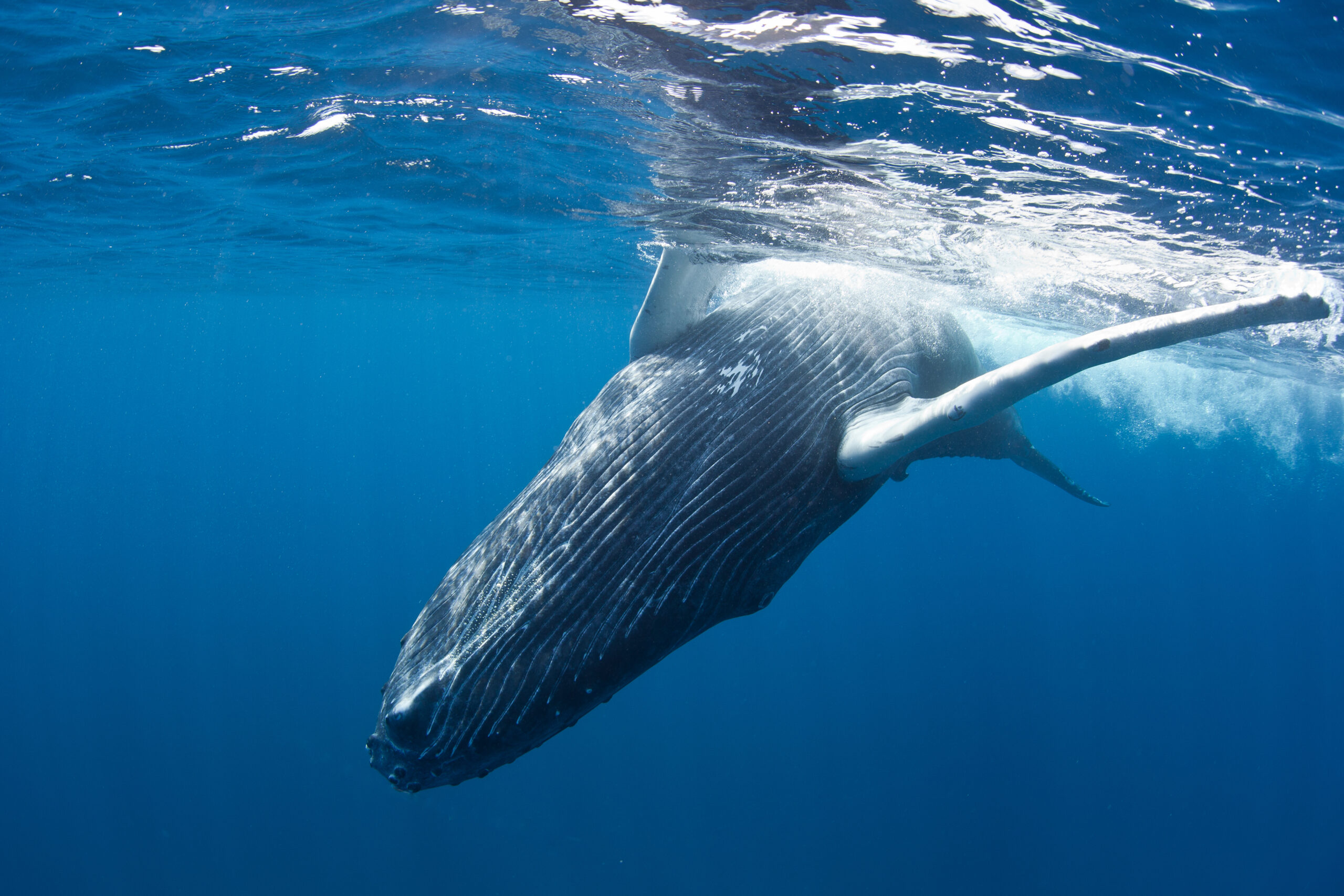 Your Guide to Seeing Whales in the Caribbean: When & Where to Go
