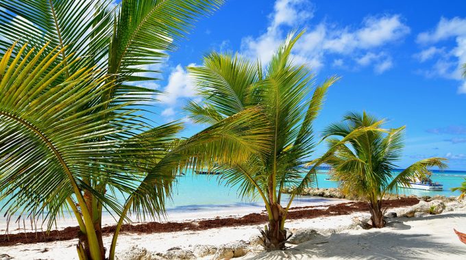 three-palm-trees-beach-water