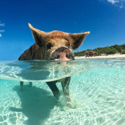 The Swimming Pigs of the Exumas