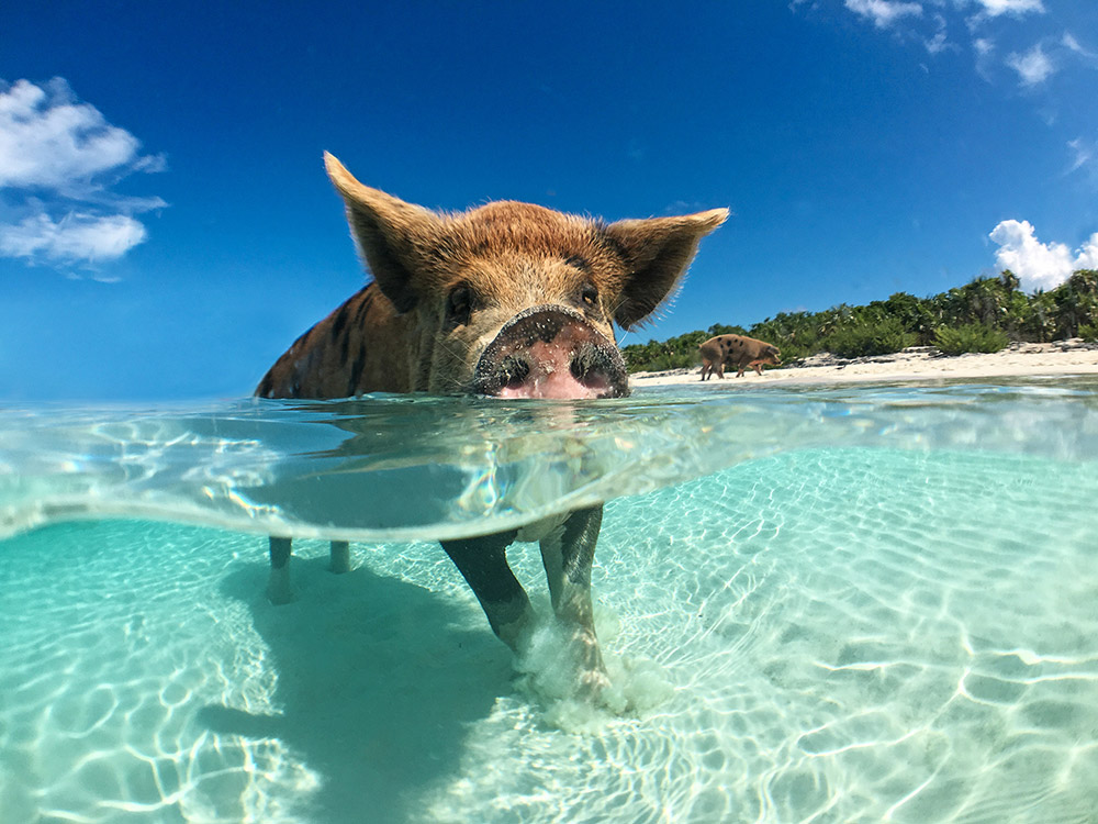 The Swimming Pigs of the Exumas