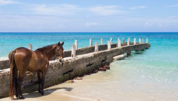Ride-horses-on-the-beach-in-Montego-Bay