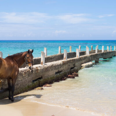 Grand Cayman Excursions to Add to Your Beach Vacation