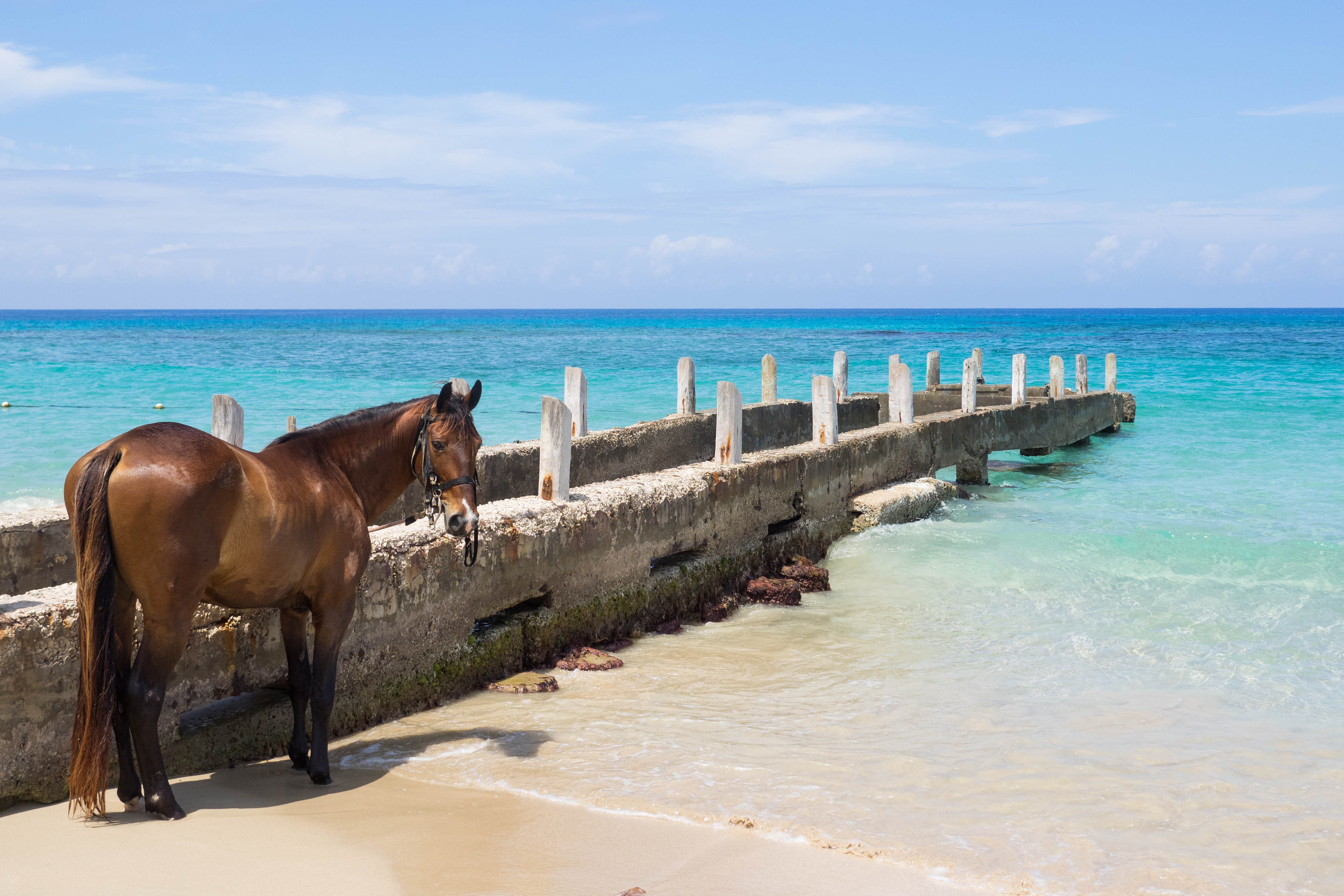 Grand Cayman Excursions to Add to Your Beach Vacation