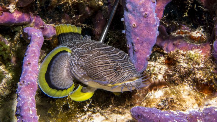 Splendid Toadfish